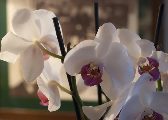 Hotel Antico Del Sole Al Pantheon Rzym