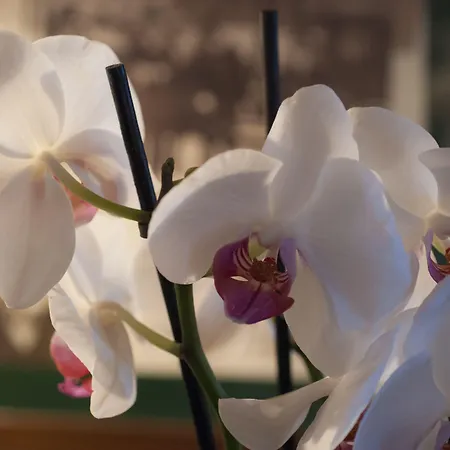 Hotel Antico Del Sole Al Pantheon Rome